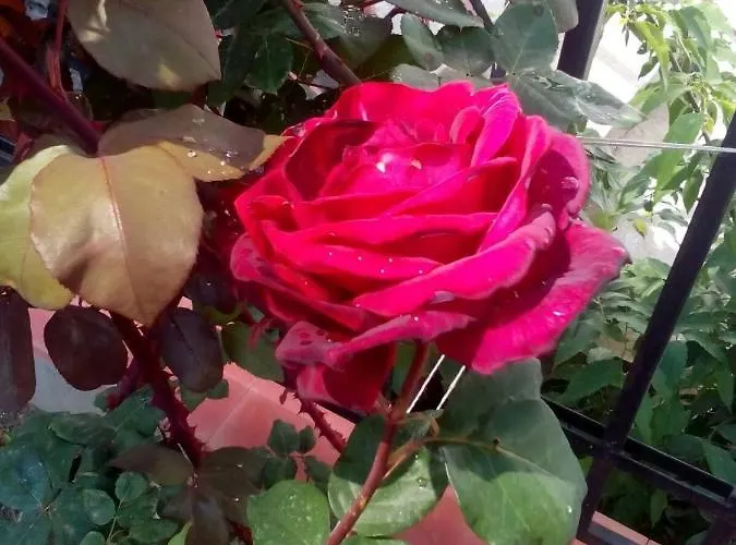 диана дик Отель