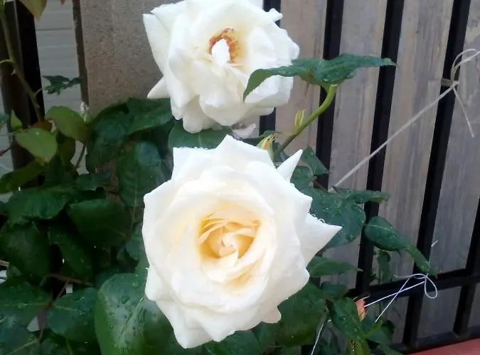 Отель диана дик *