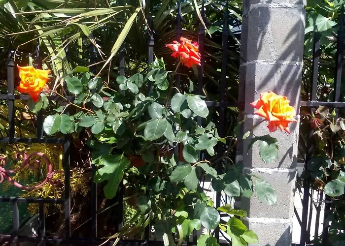 Отель диана дик *