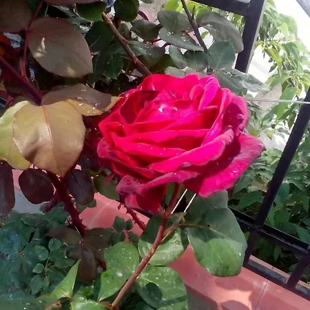 диана дик Отель