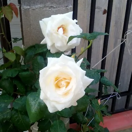 Отель диана дик *