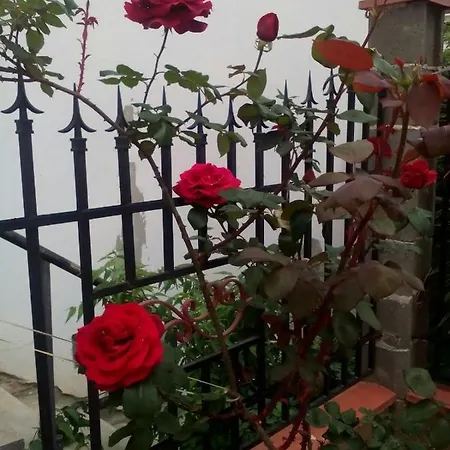 диана дик Китен