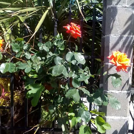 Отель диана дик *