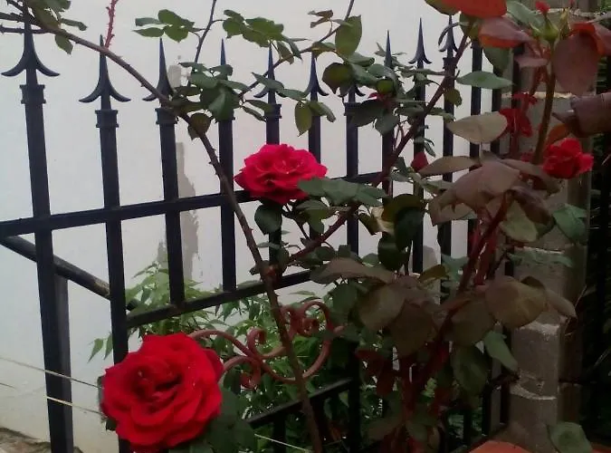 диана дик Kiten (Burgas)